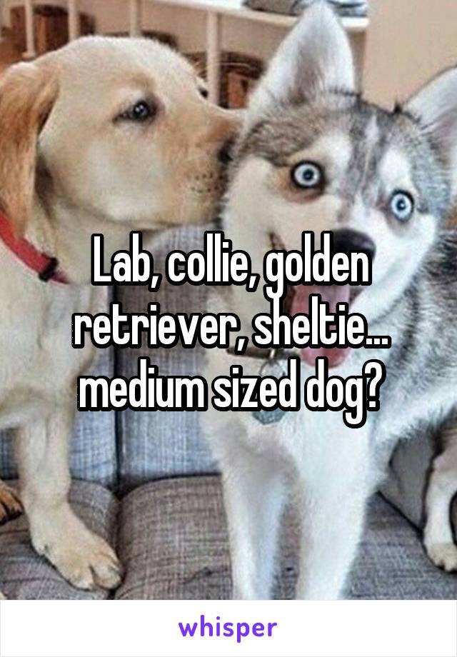 Lab, collie, golden retriever, sheltie... medium sized dog?