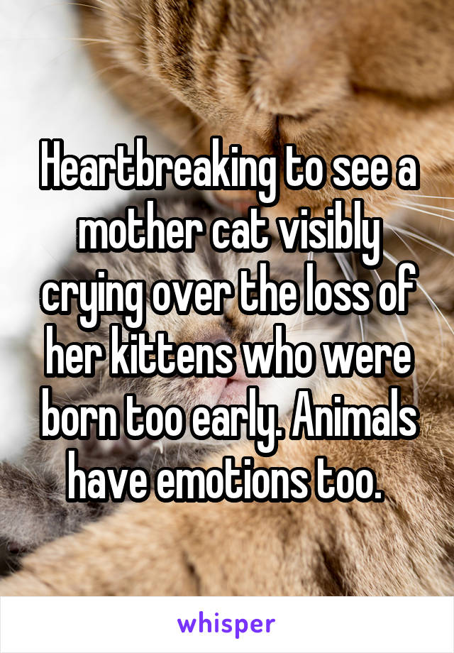 Heartbreaking to see a mother cat visibly crying over the loss of her kittens who were born too early. Animals have emotions too. 