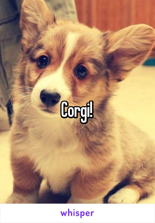 Corgi! 