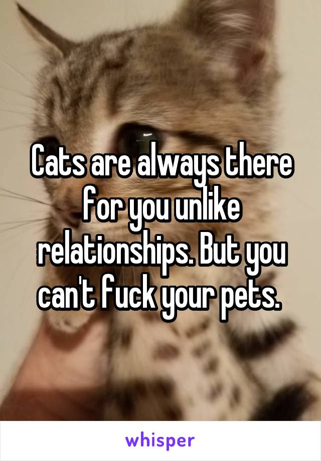 Cats are always there for you unlike relationships. But you can't fuck your pets. 