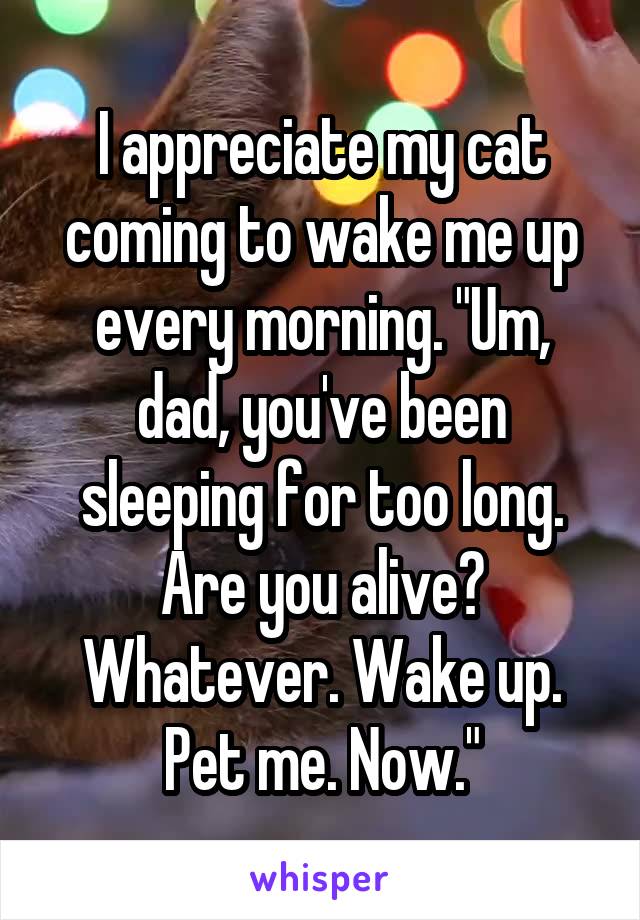 I appreciate my cat coming to wake me up every morning. "Um, dad, you've been sleeping for too long. Are you alive? Whatever. Wake up. Pet me. Now."
