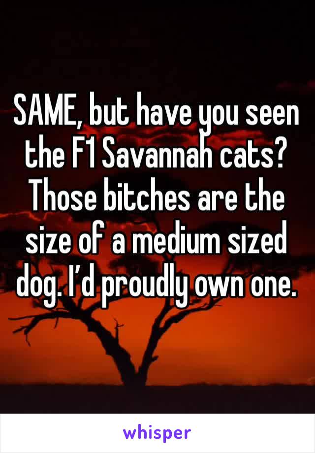 SAME, but have you seen the F1 Savannah cats? Those bitches are the size of a medium sized dog. I’d proudly own one. 