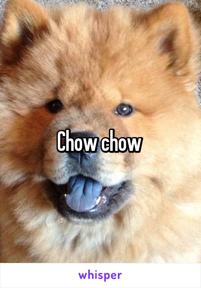 Chow chow 