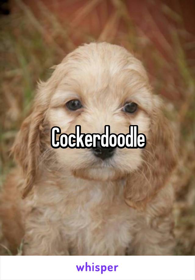 Cockerdoodle