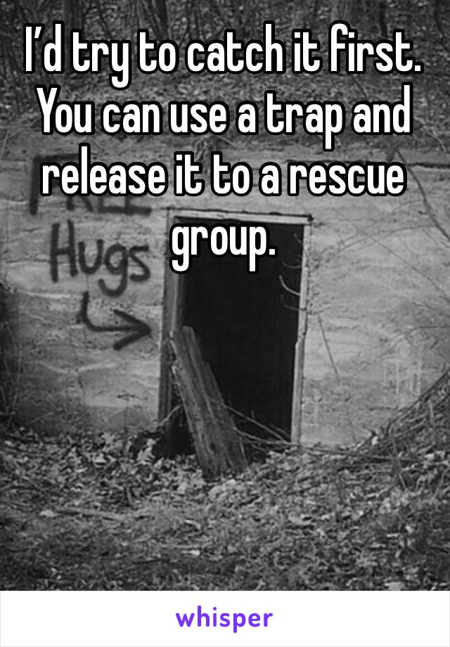 I’d try to catch it first. 
You can use a trap and release it to a rescue group. 