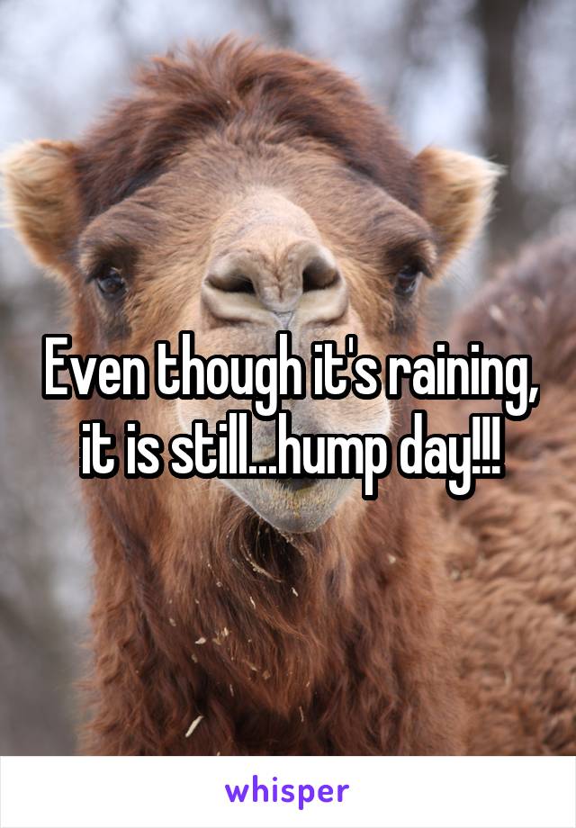 Even though it's raining, it is still...hump day!!!