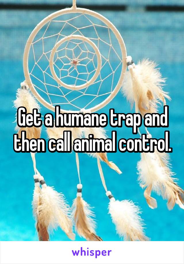 Get a humane trap and then call animal control.