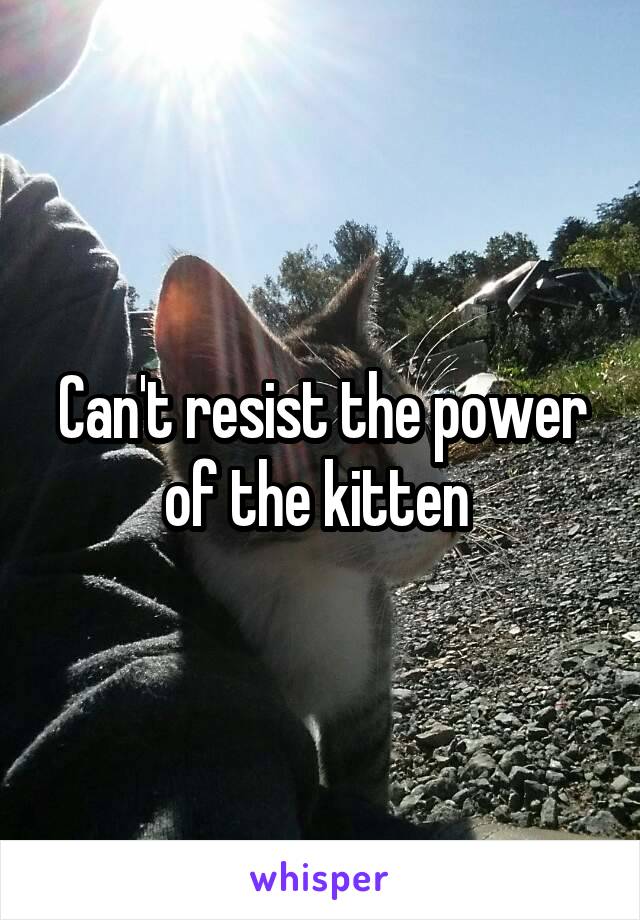 Can't resist the power of the kitten 