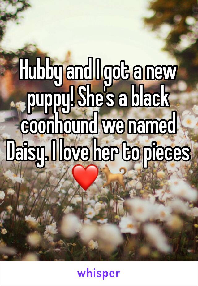 Hubby and I got a new puppy! She's a black coonhound we named Daisy. I love her to pieces❤️🐕