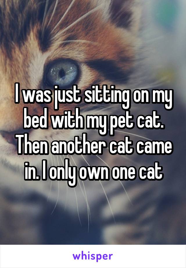 I was just sitting on my bed with my pet cat. Then another cat came in. I only own one cat
