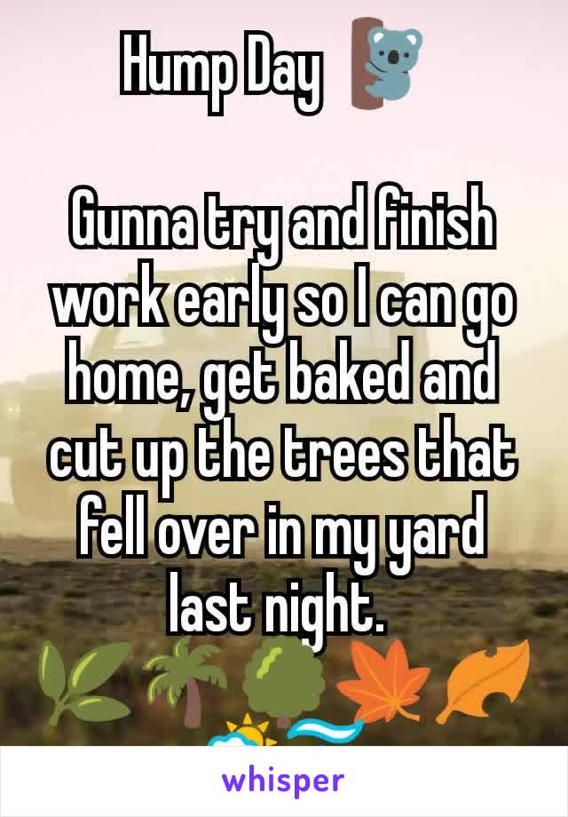 Hump Day 🐨 

Gunna try and finish work early so I can go home, get baked and cut up the trees that fell over in my yard last night. 
🌿🌴🌳🍁🍂🌦️🌫️