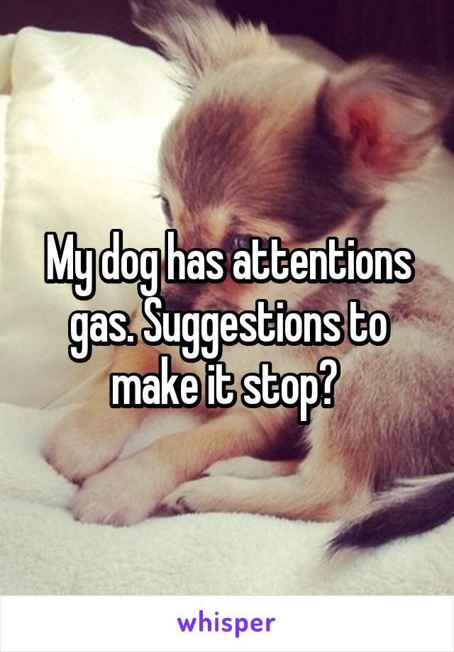 My dog has attentions gas. Suggestions to make it stop? 