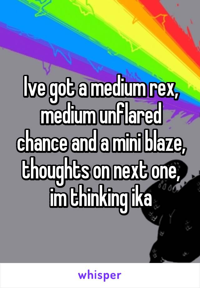 Ive got a medium rex, medium unflared chance and a mini blaze, thoughts on next one, im thinking ika