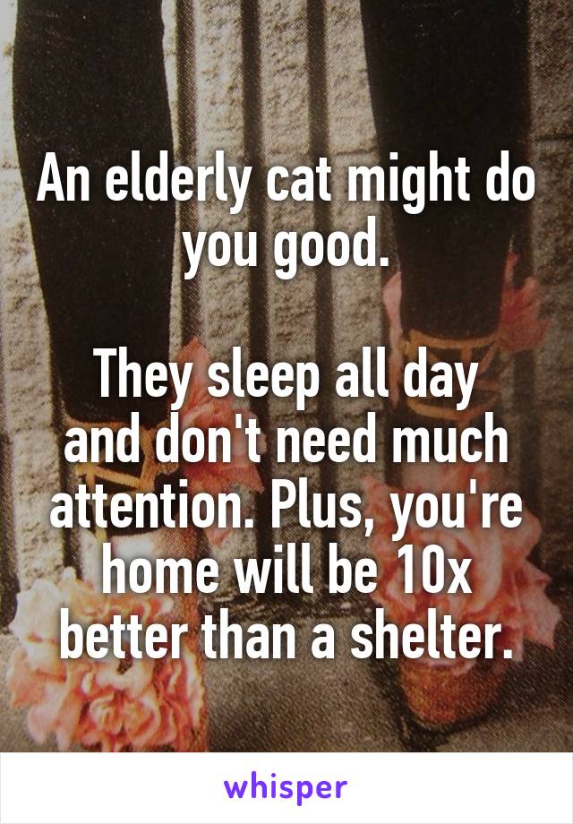 An elderly cat might do you good.

They sleep all day and don't need much attention. Plus, you're home will be 10x better than a shelter.