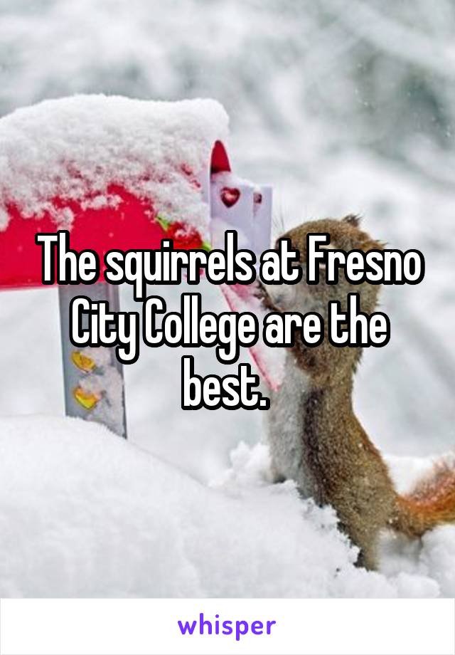 The squirrels at Fresno City College are the best. 