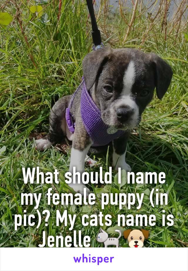 What should I name my female puppy (in pic)? My cats name is Jenelle 🐈🐶