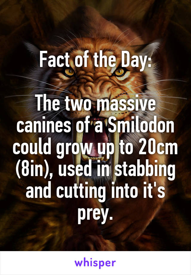 Fact of the Day:

The two massive canines of a Smilodon could grow up to 20cm (8in), used in stabbing and cutting into it's prey.