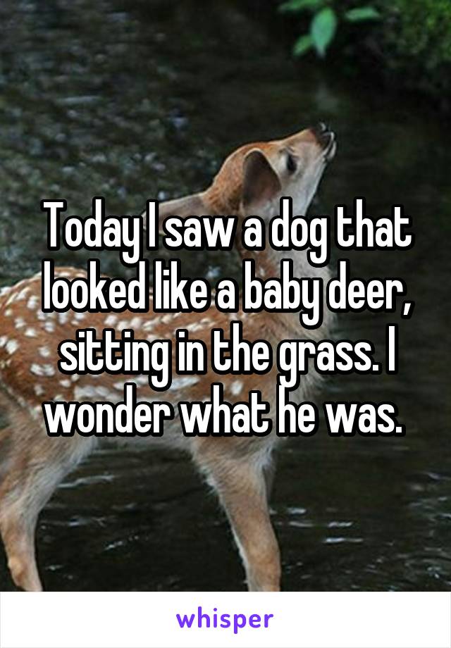 Today I saw a dog that looked like a baby deer, sitting in the grass. I wonder what he was. 