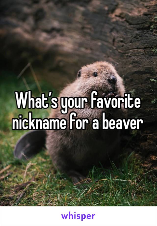 What’s your favorite nickname for a beaver