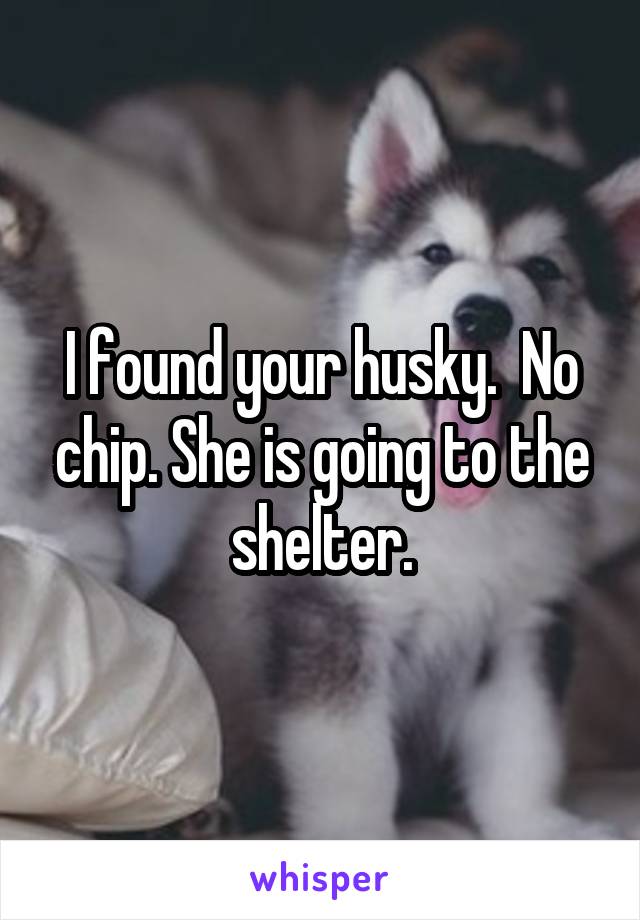 I found your husky.  No chip. She is going to the shelter.