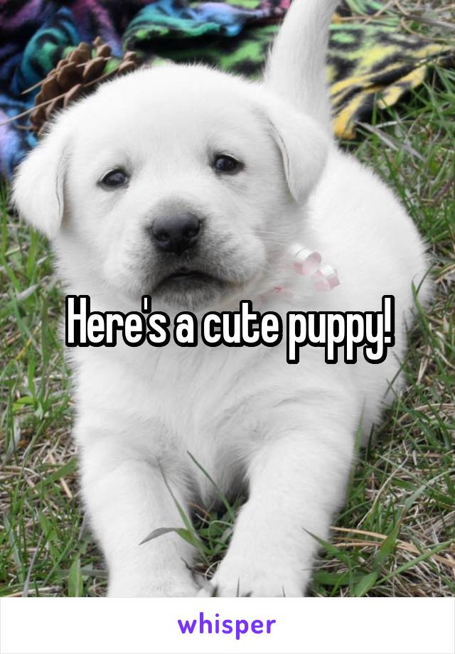 Here's a cute puppy!