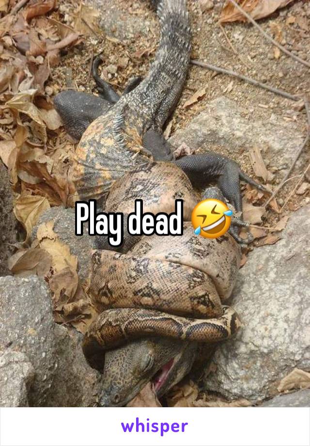 Play dead 🤣