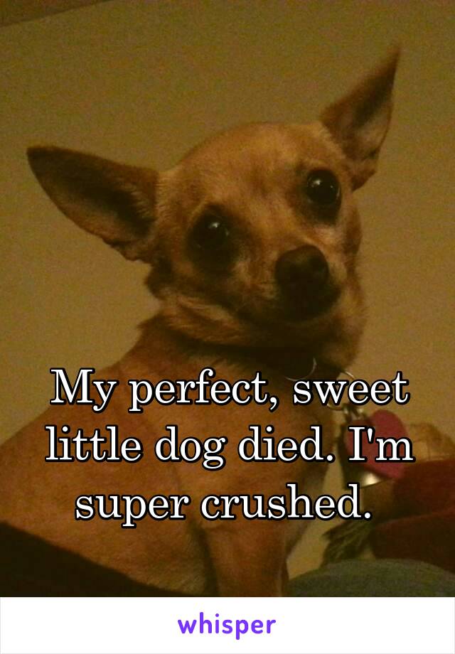 



My perfect, sweet little dog died. I'm super crushed. 
