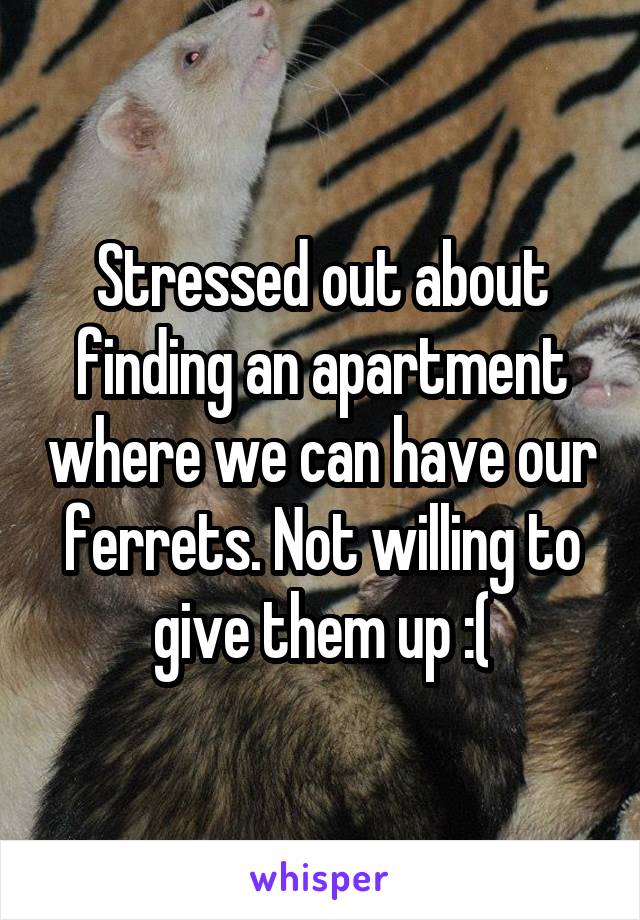 Stressed out about finding an apartment where we can have our ferrets. Not willing to give them up :(