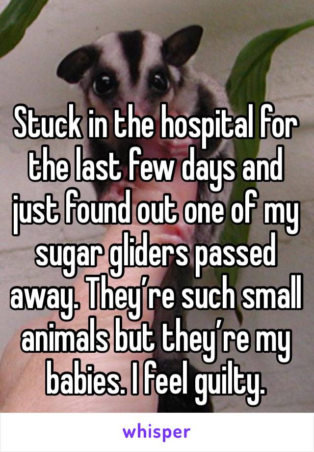 Stuck in the hospital for the last few days and just found out one of my sugar gliders passed away. They’re such small animals but they’re my babies. I feel guilty. 