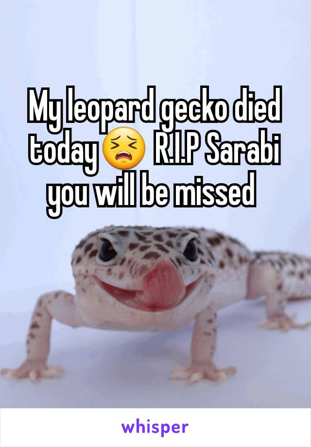 My leopard gecko died today😣 R.I.P Sarabi you will be missed 