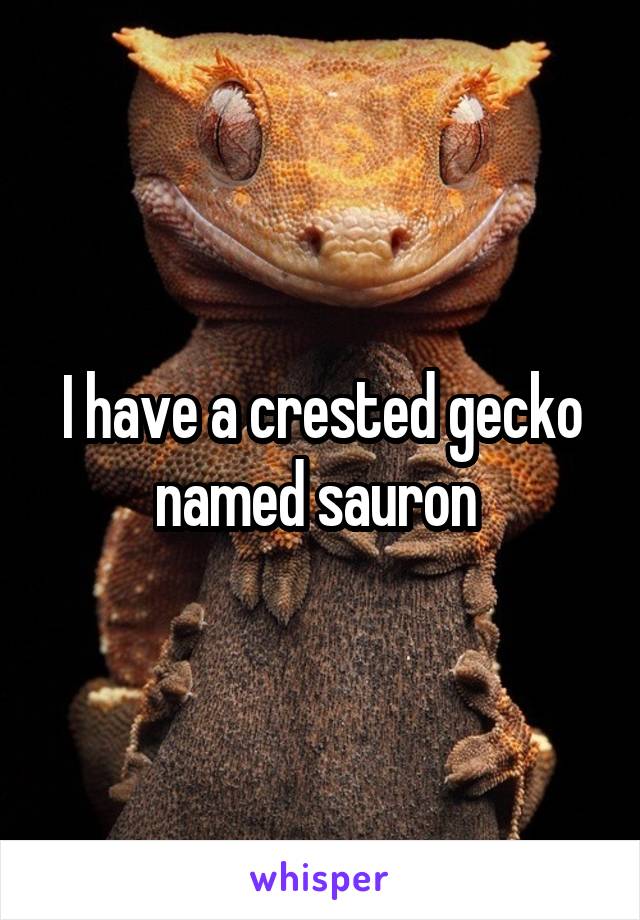 I have a crested gecko named sauron 