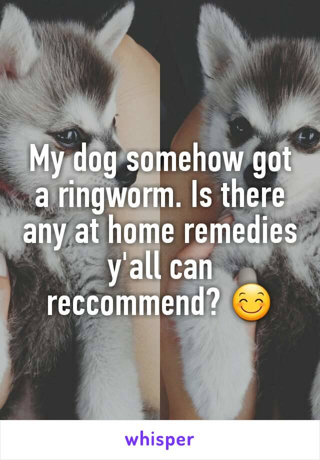 My dog somehow got a ringworm. Is there any at home remedies y'all can reccommend? 😊