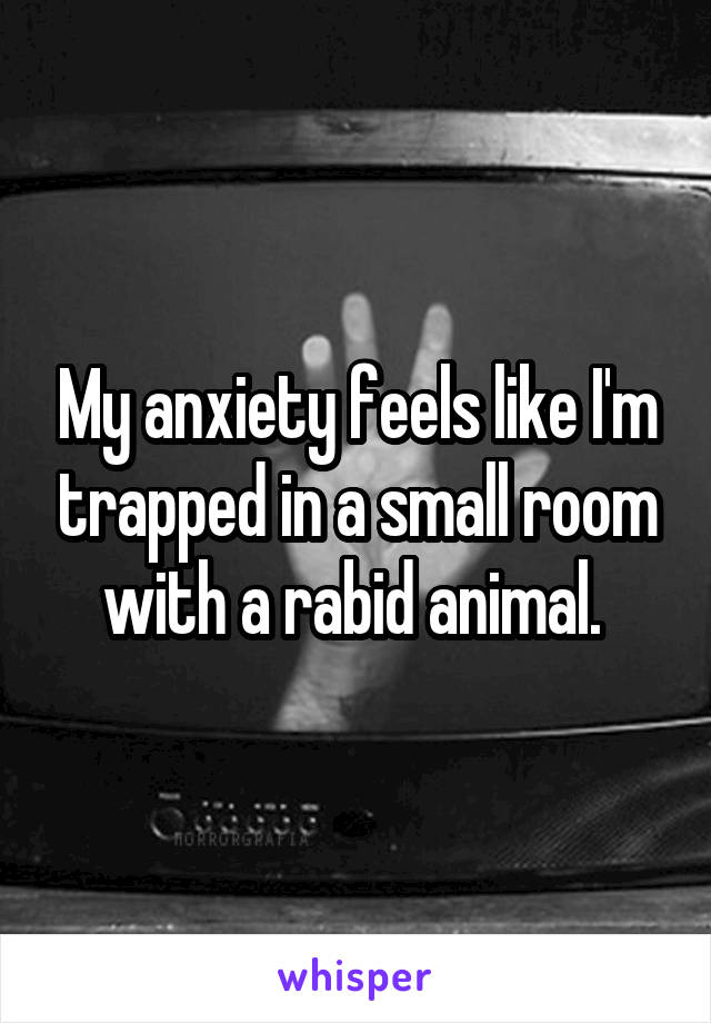 My anxiety feels like I'm trapped in a small room with a rabid animal. 