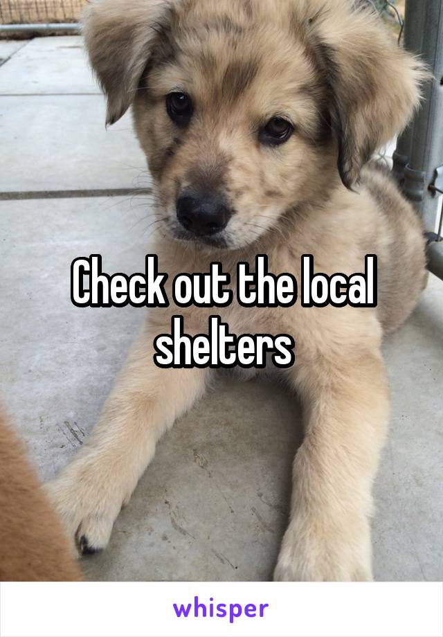 Check out the local shelters