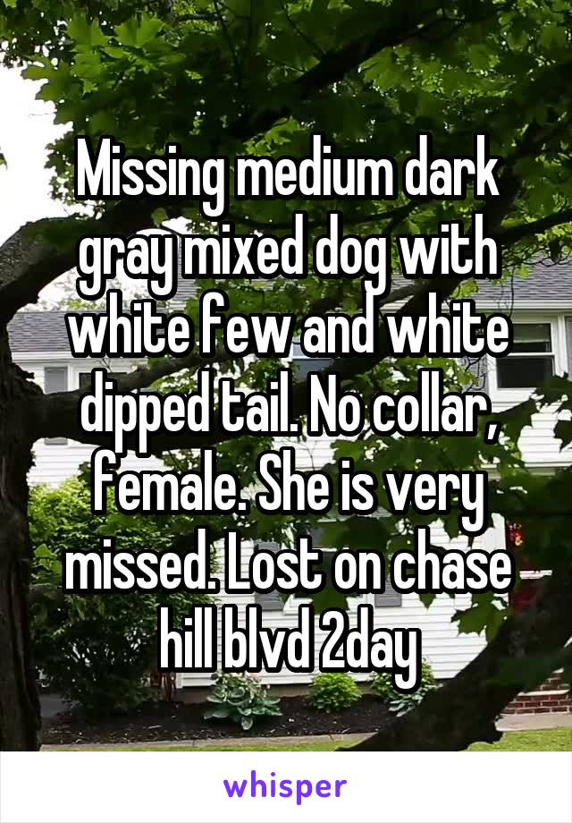 Missing medium dark gray mixed dog with white few and white dipped tail. No collar, female. She is very missed. Lost on chase hill blvd 2day