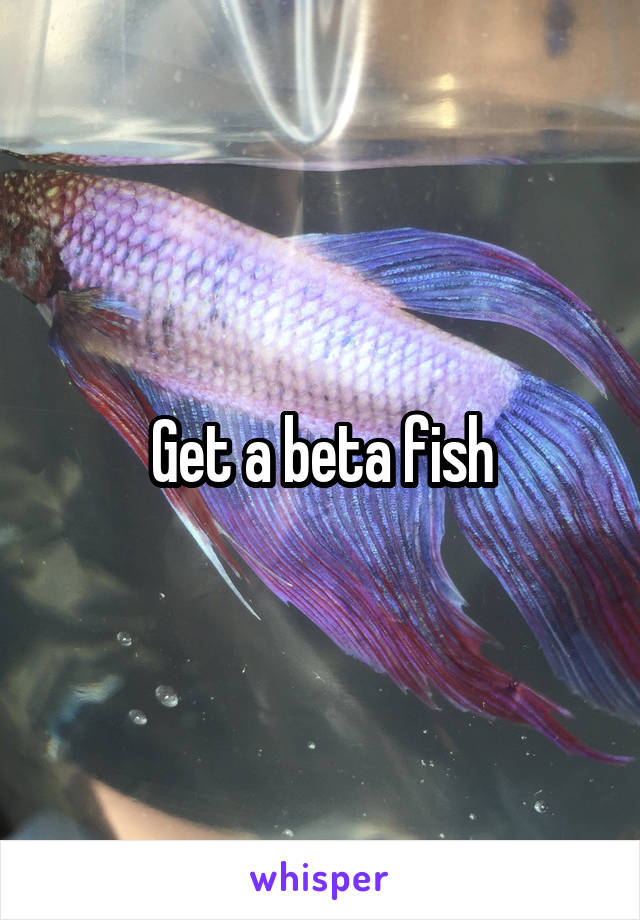Get a beta fish