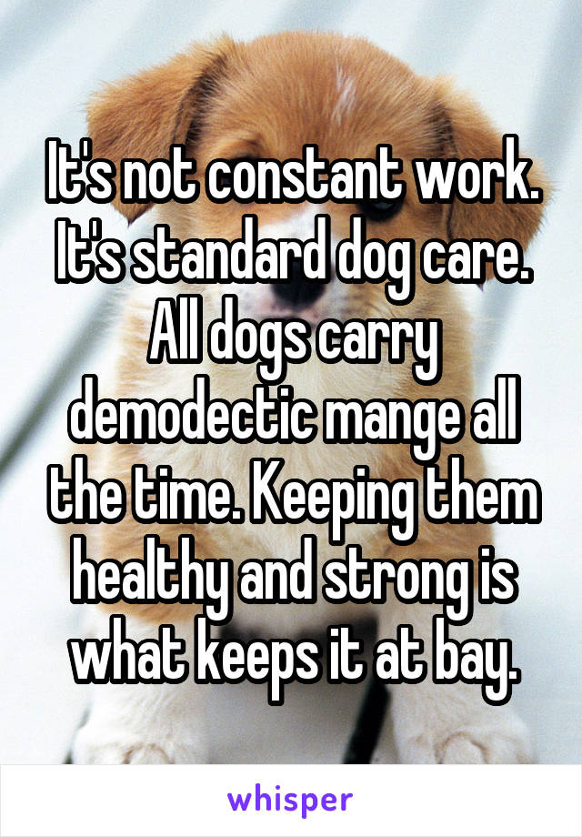 It's not constant work. It's standard dog care. All dogs carry demodectic mange all the time. Keeping them healthy and strong is what keeps it at bay.