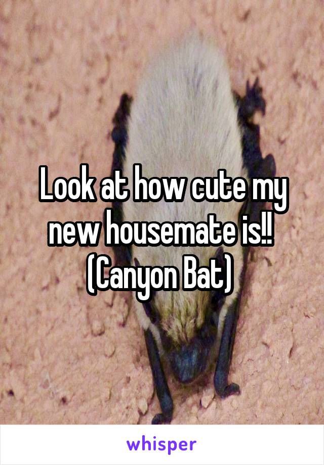 Look at how cute my new housemate is!! 
(Canyon Bat) 