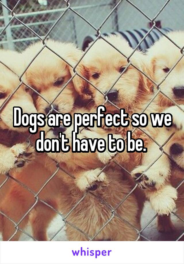Dogs are perfect so we don't have to be. 