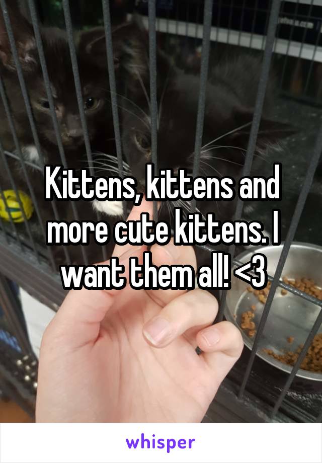Kittens, kittens and more cute kittens. I want them all! <3