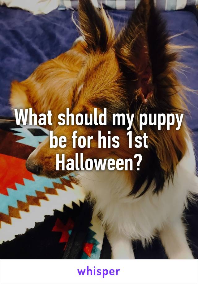 What should my puppy be for his 1st Halloween?