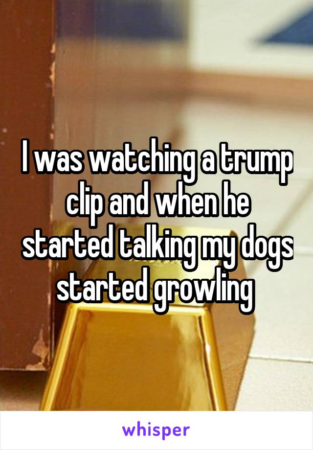 I was watching a trump clip and when he started talking my dogs started growling 