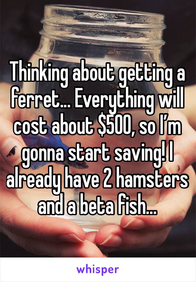 Thinking about getting a ferret... Everything will cost about $500, so I’m gonna start saving! I already have 2 hamsters and a beta fish...