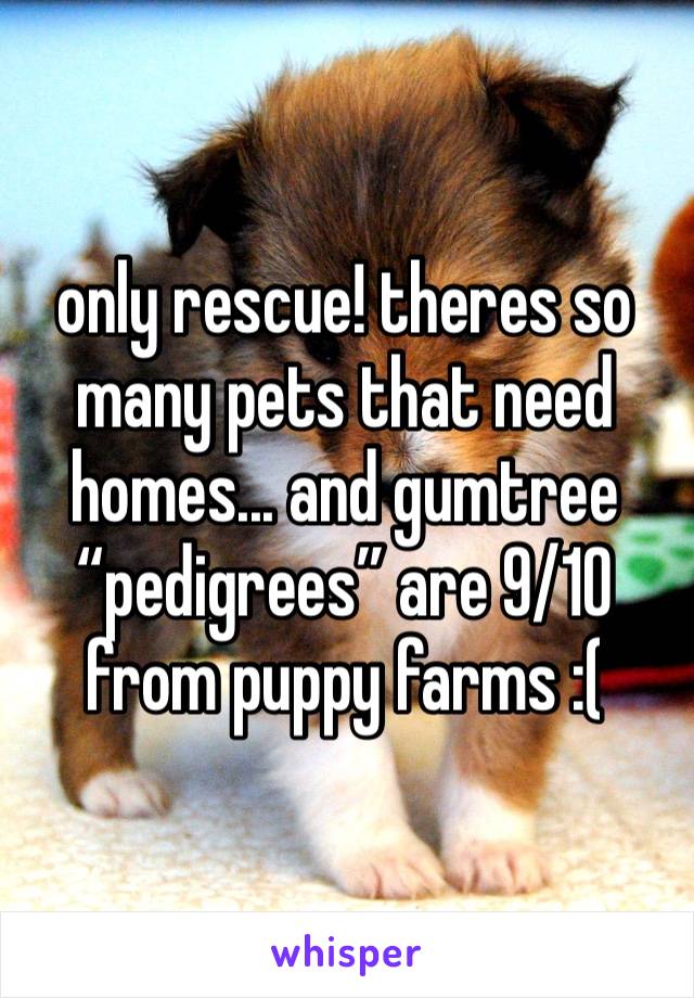 only rescue! theres so many pets that need homes... and gumtree “pedigrees” are 9/10 from puppy farms :(