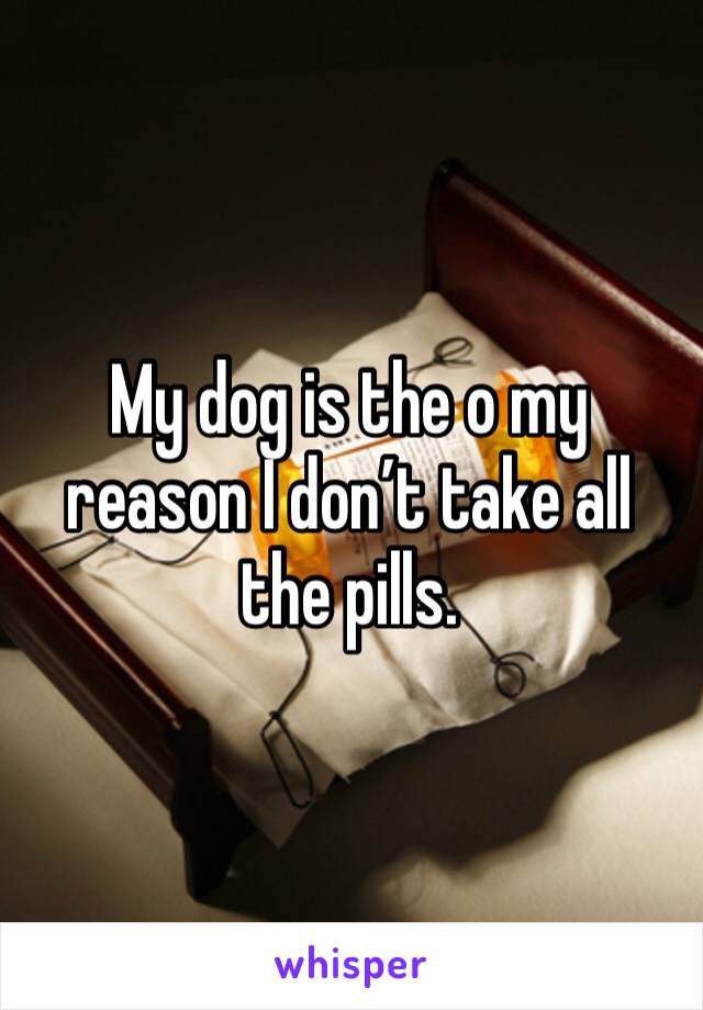 My dog is the o my reason I don’t take all the pills. 