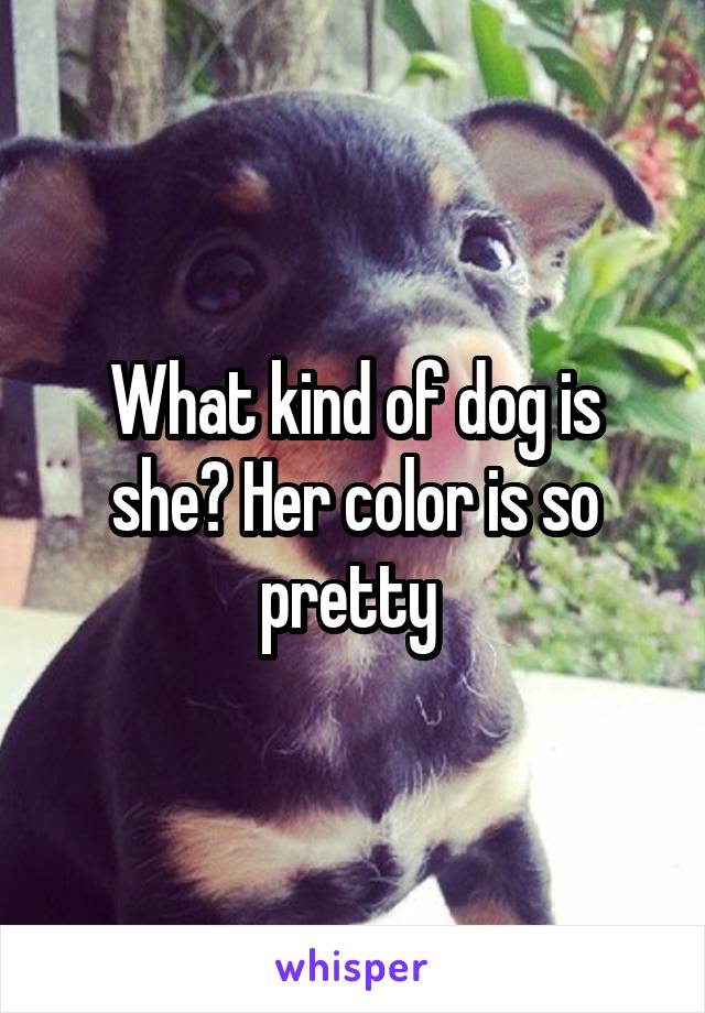 What kind of dog is she? Her color is so pretty 
