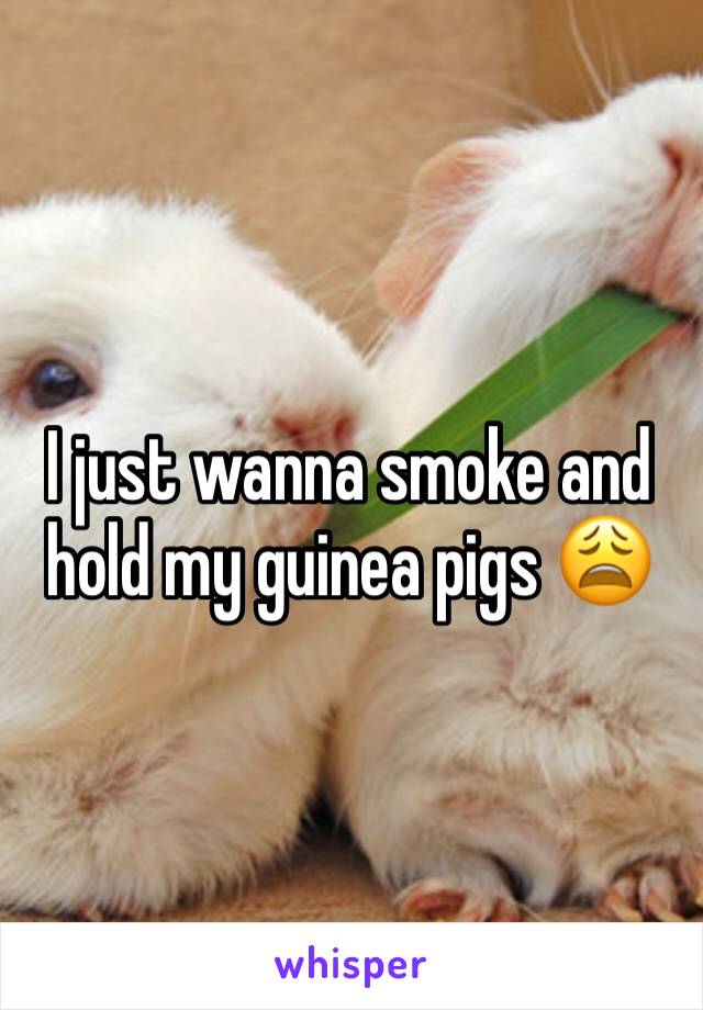 I just wanna smoke and hold my guinea pigs 😩