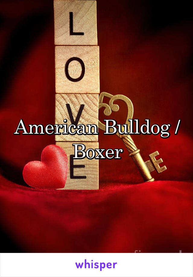 American Bulldog / Boxer