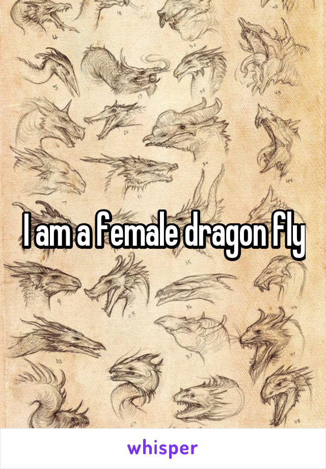 I am a female dragon fly