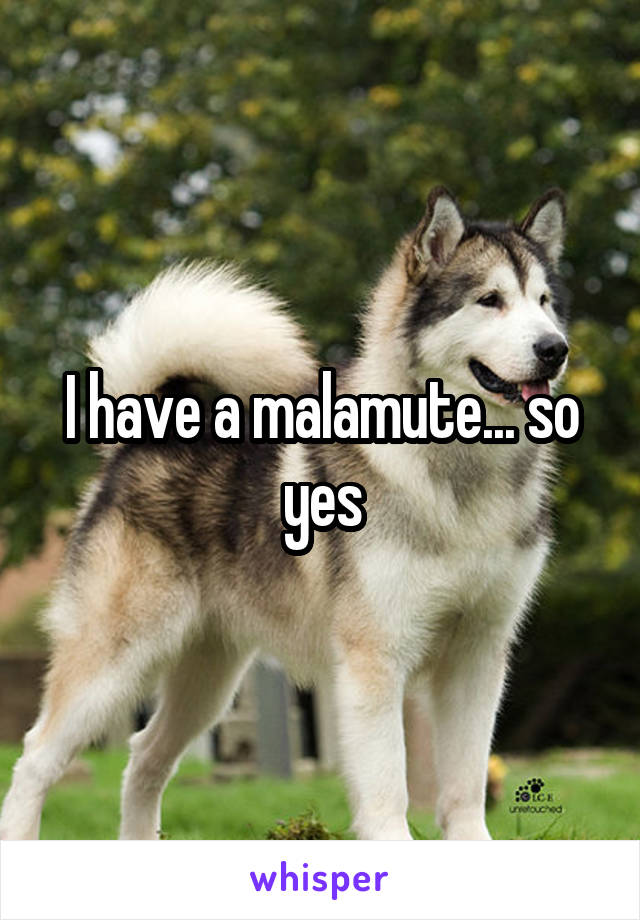 I have a malamute... so yes